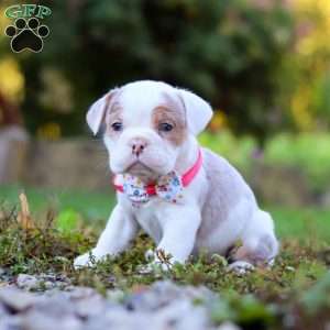 Maya, Beabull Puppy